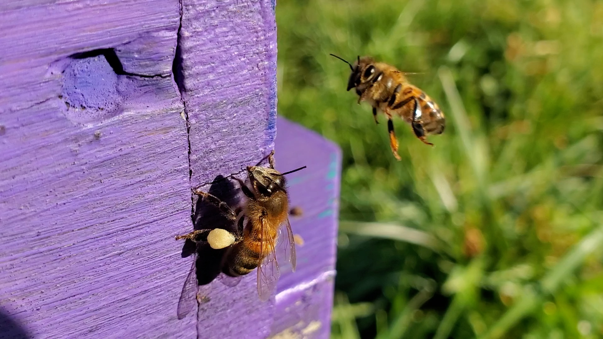 Pollen rucher de veyssou miellerie du causse miel du Lot 2023