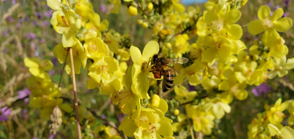 Abeille bouillon blanc miel du Lot miellerie du causse rucher de veyssou