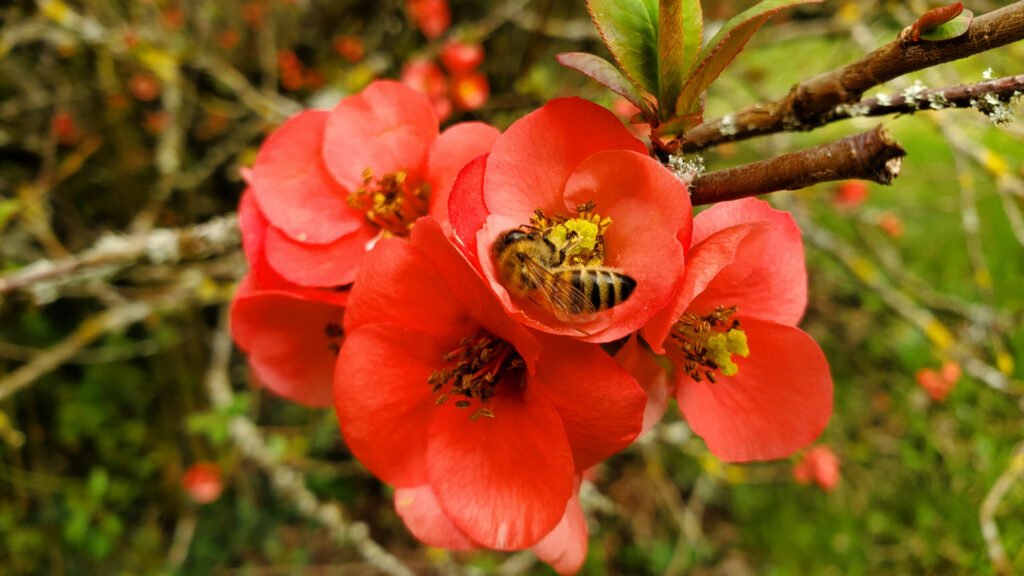 Abeille cognassier du japon miel du Lot miellerie du causse rucher de veyssou