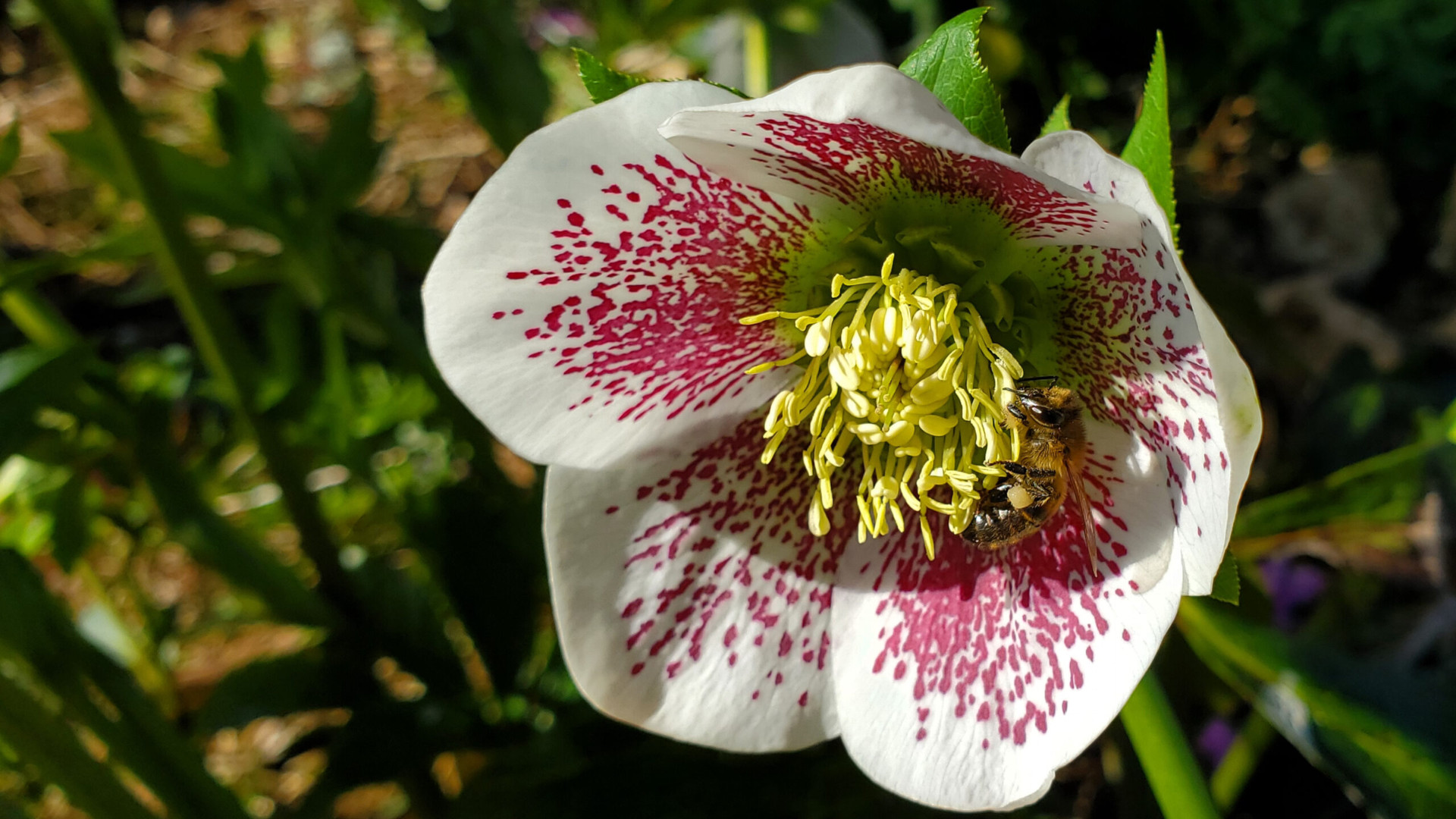 Abeille Hellebore miel du Lot miellerie du causse rucher de veyssou