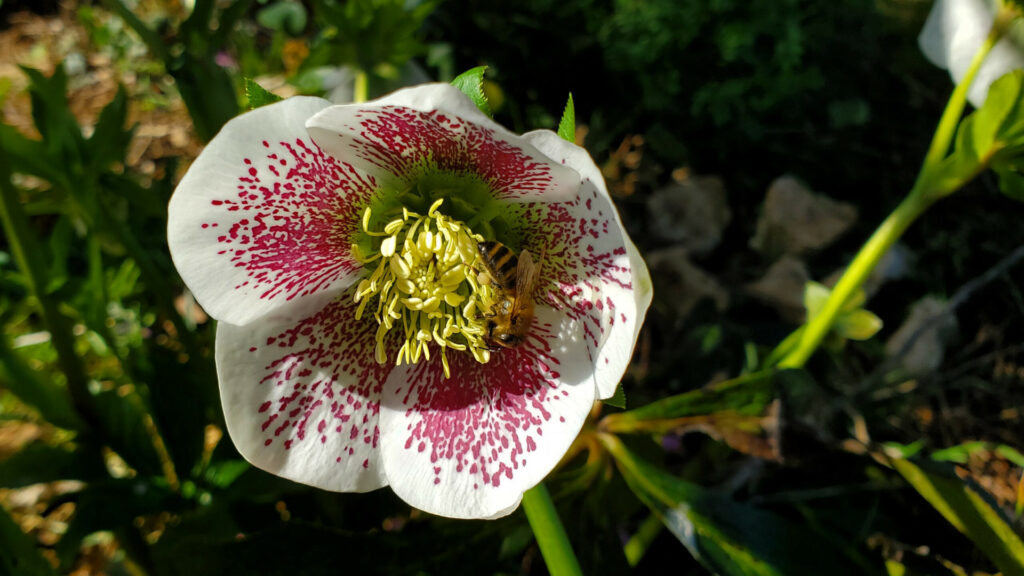 Abeille Hellebore miel du Lot miellerie du causse rucher de veyssou