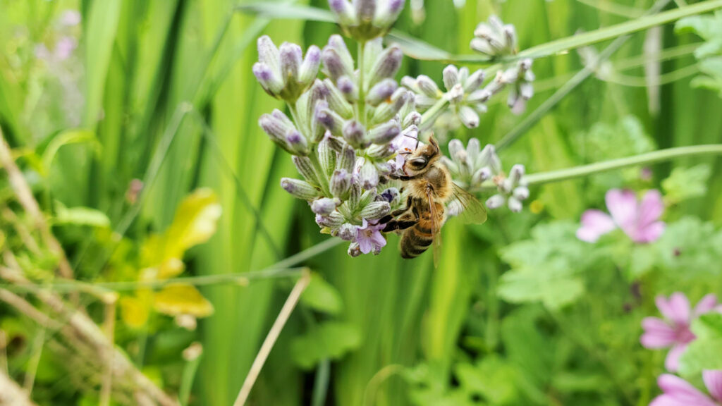 Abeille Lavande miel du Lot miellerie du causse rucher de veyssou