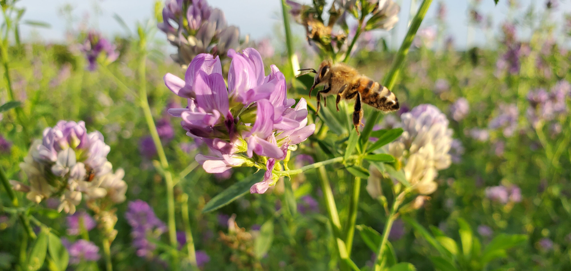 Abeille Luzerne miel du Lot miellerie du causse rucher de veyssou