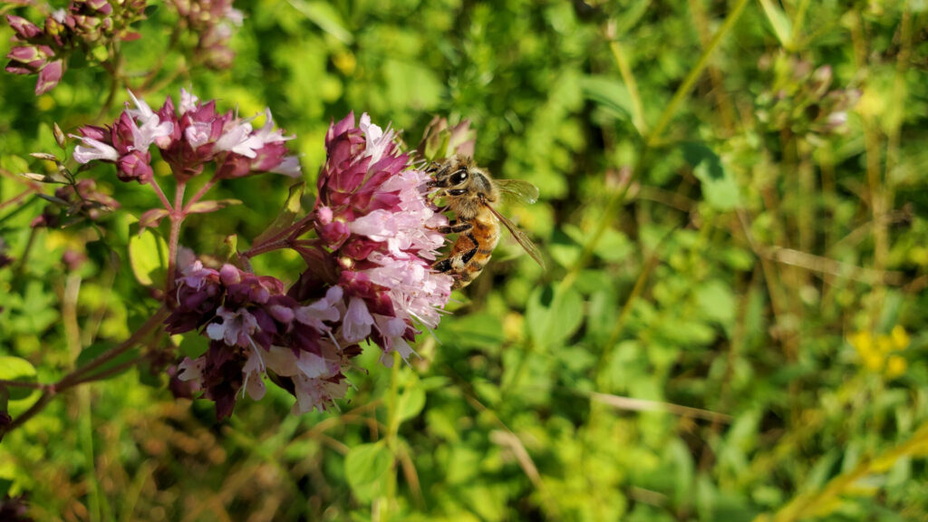 Abeille Origan miel du Lot miellerie du causse rucher de veyssou