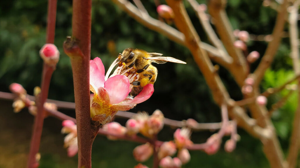 Abeille pêcher 1 pollinisation miel du Lot miellerie du causse rucher de veyssou