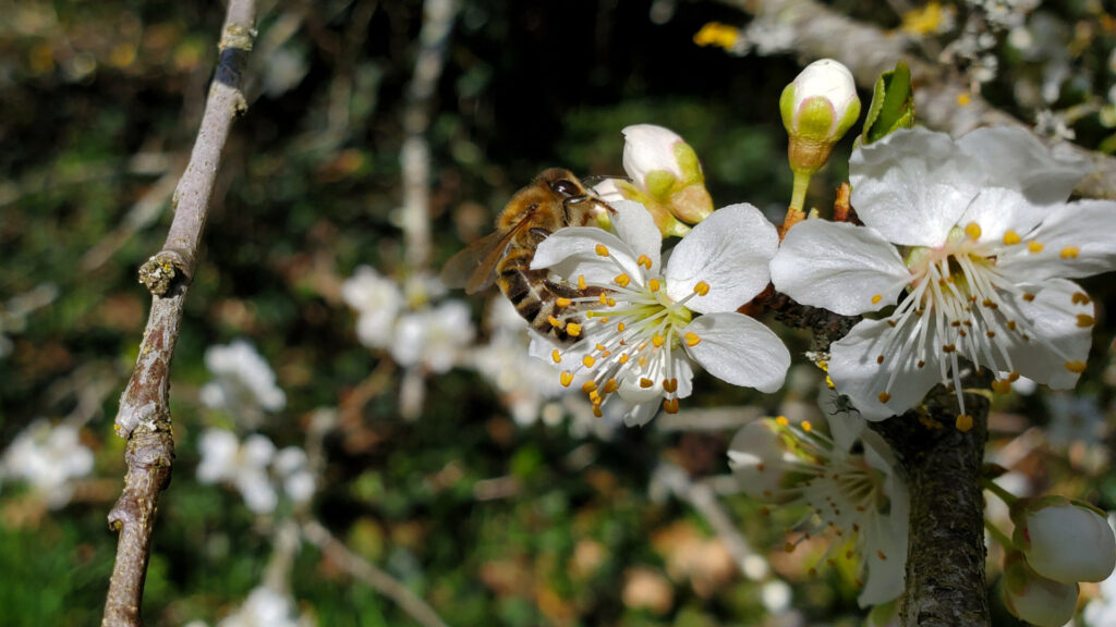 Abeille prunellier 2 miel du Lot miellerie du causse rucher de veyssou