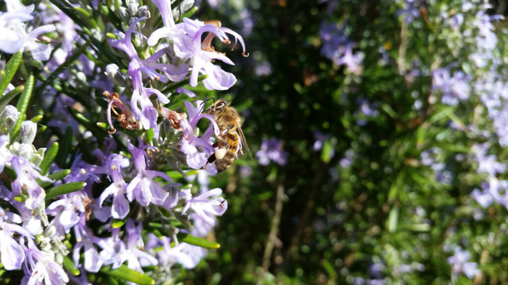 Abeille-Romarin-rucher-de-veyssou-miellerie-du-causse-miel-du-lot