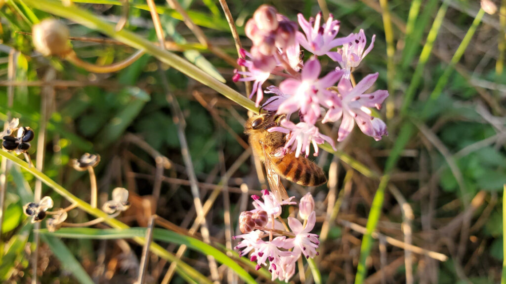 Abeille-Scille-dautomne-2-rucher-de-veyssou-miellerie-du-causse-miel-du-lot