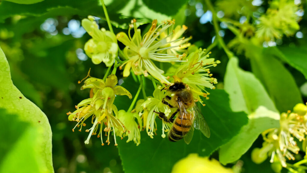 Abeille Tilleul miel du Lot miellerie du causse rucher de veyssou