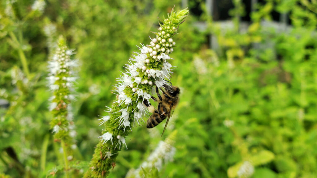 Abeille menthe sauvage miel du Lot miellerie du causse rucher de veyssou