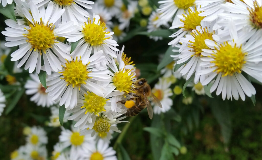 abeille aster lanceole miel du lot rucher de veyssou miellerie du causse